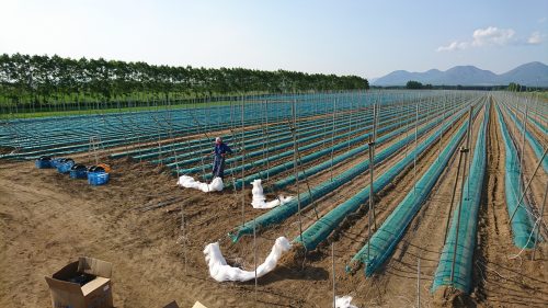 地球 最後 の 日 農場